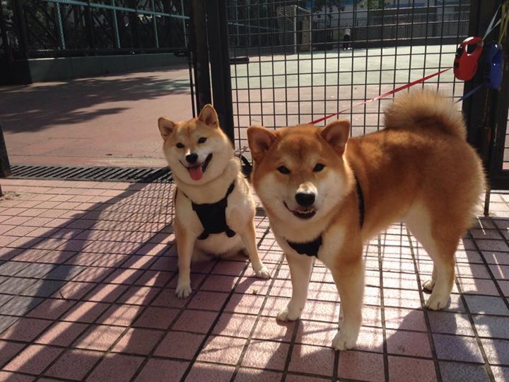 曼城关键战突围巴黎,坎特成为关键先生